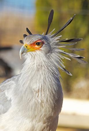 Dullstroom Bird Of Prey & Rehabilitation Centre